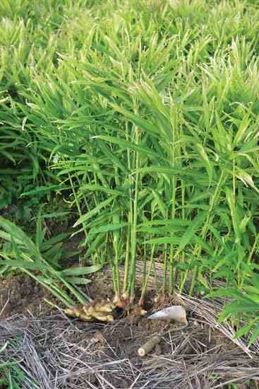 Economic Benefits of Ginger in Nigeria