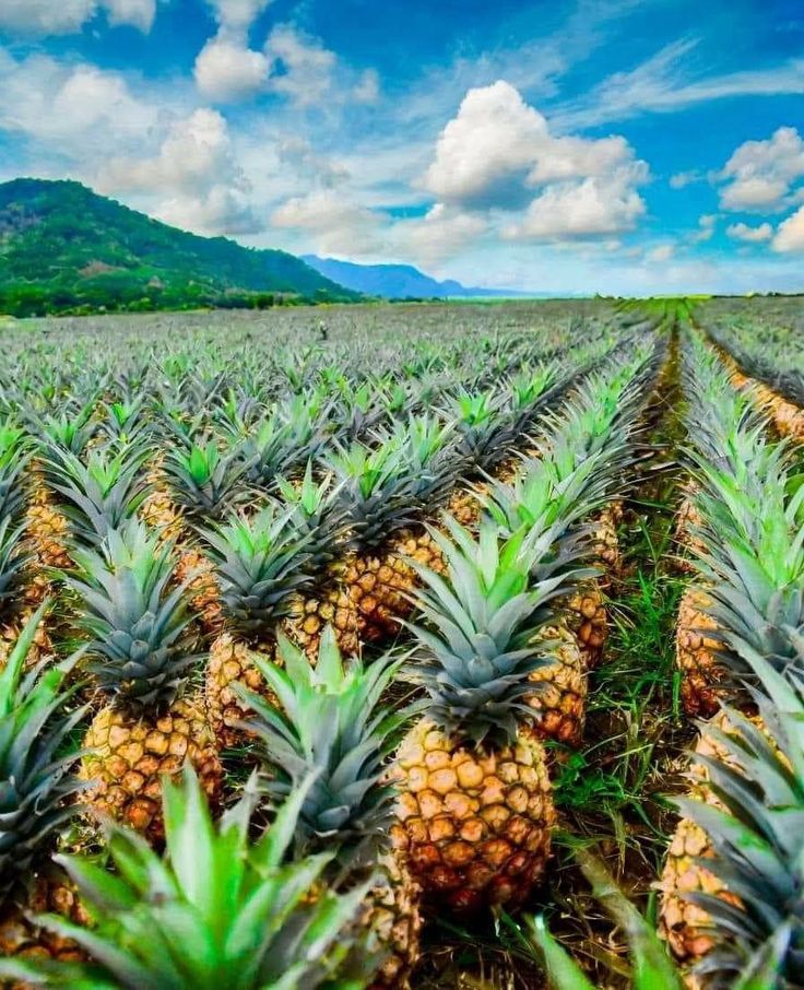 Exploring the Profit Potential of Farmland