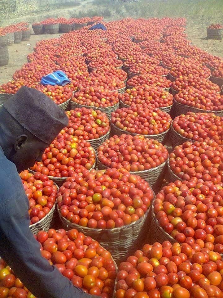 The Benefits of Owning Productive Farmland