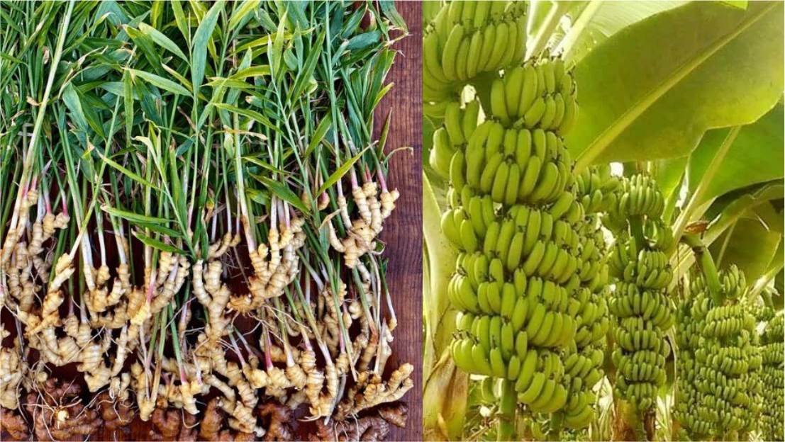 Why Invest in Crops Like Plantains and Ginger