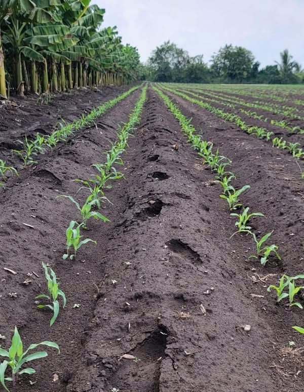 5 Reasons Farmland is a Smart Investment